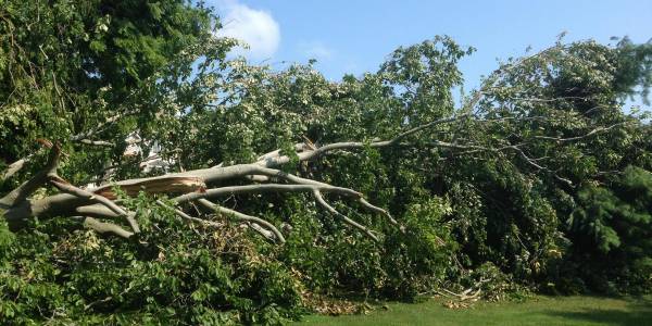 Storm Cleanup