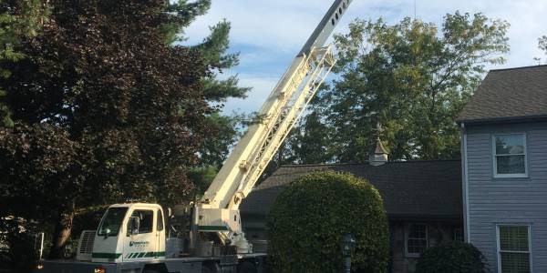 Tree Removal