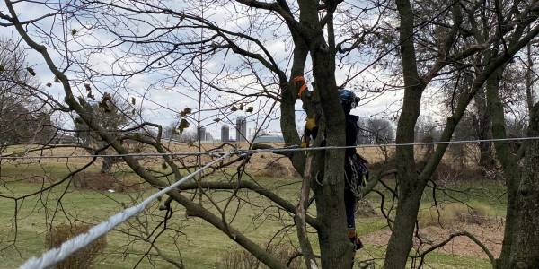 Tree Trimming and Pruning