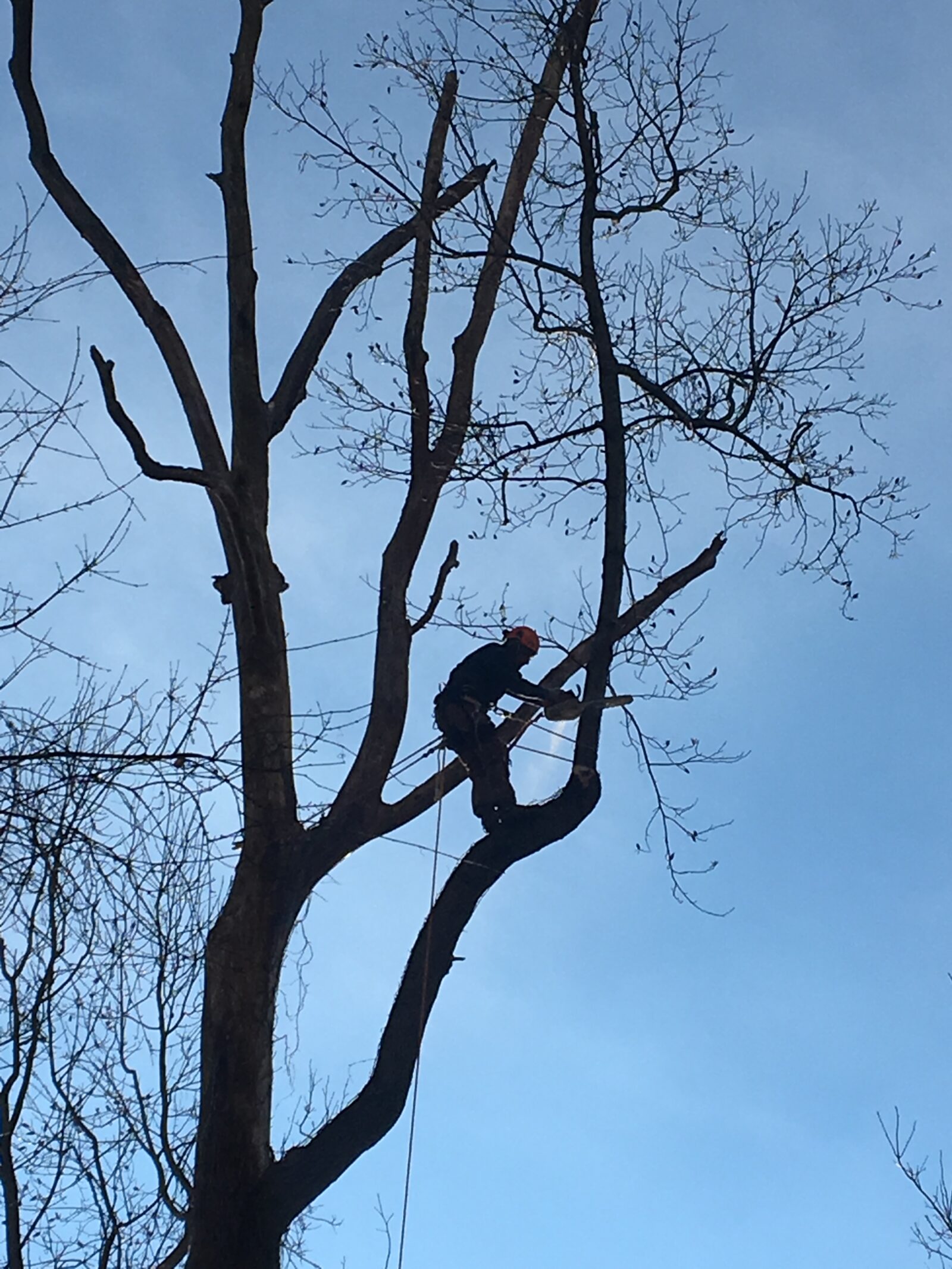 About Reaching Higher | Professional Tree Service in Lancaster ...