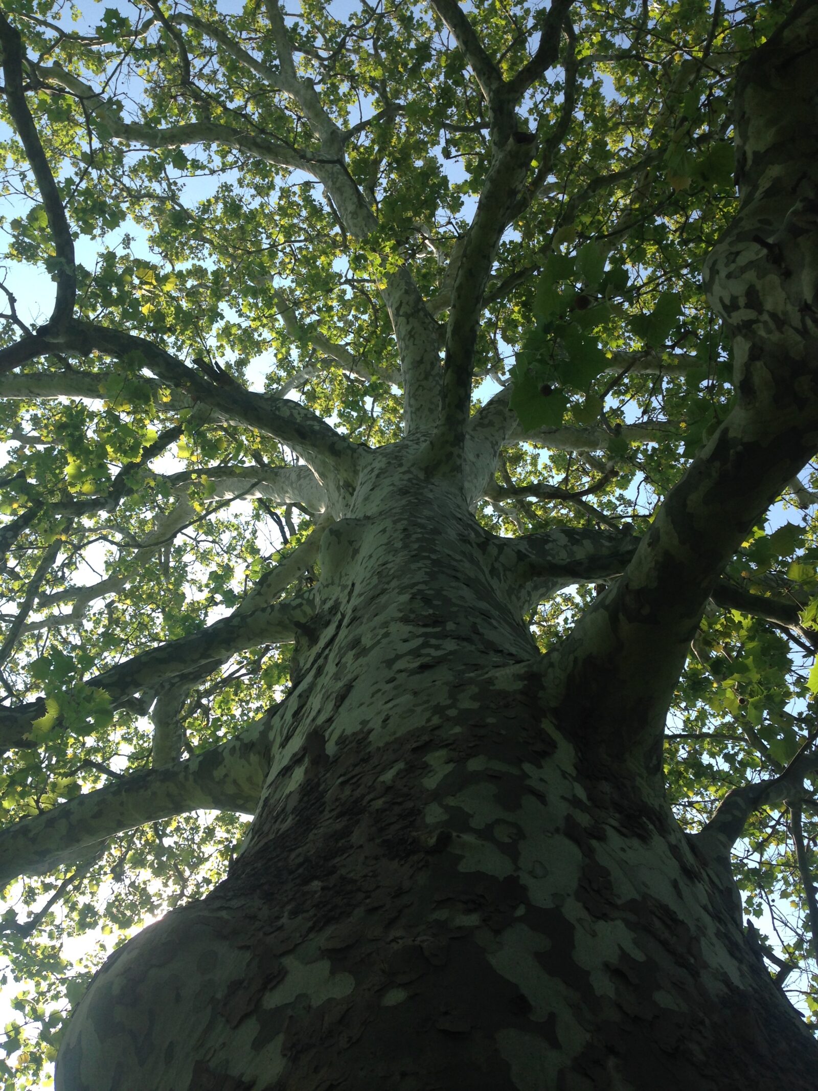 Tree Cabling and Bracing - Reaching Higher Tree Service | Lancaster ...