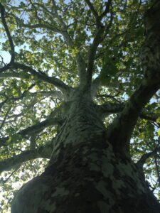 inside tree canopy