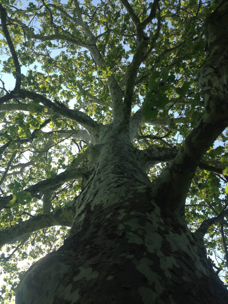 inside tree canopy