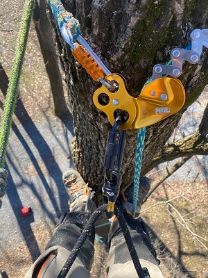 tree climber climbing tree with gear