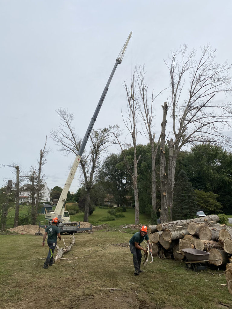 commercial tree removal