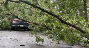 tree damage