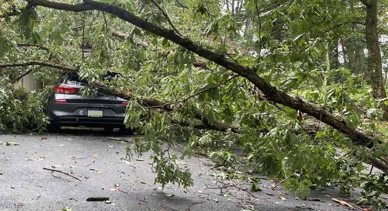 tree down on a car