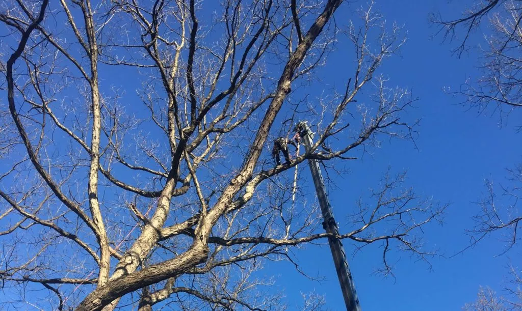 tree trimming professionals