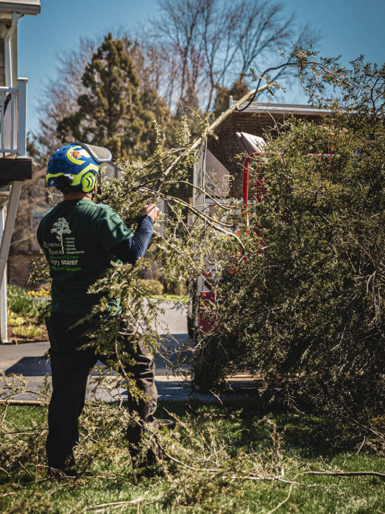 tree trimming in action