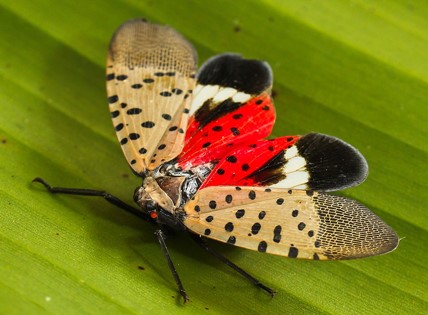 spotted lanternfly