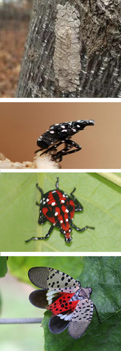 spotted lanternfly life cycle