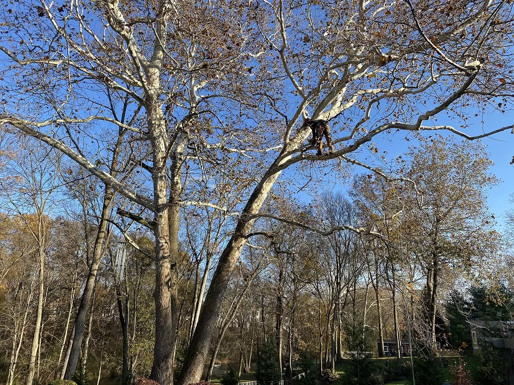 Pruning Trees in Winter