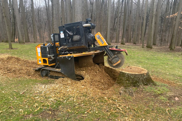 oxford pa tree service