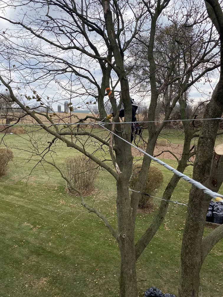 Tree Cabling and Bracing