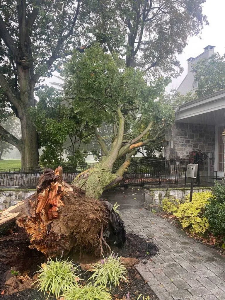 Professional Tree Removal in Lancaster, PA: What Homeowners Can Expect 2 Fallen tree near residential area. tree fell on front walkway