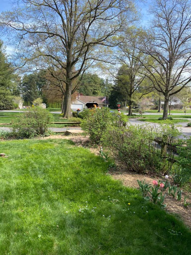 Choosing the Right Trees for Your Lancaster, PA Landscape 1 Mature shade trees with plenty of room to grow in a residential yard