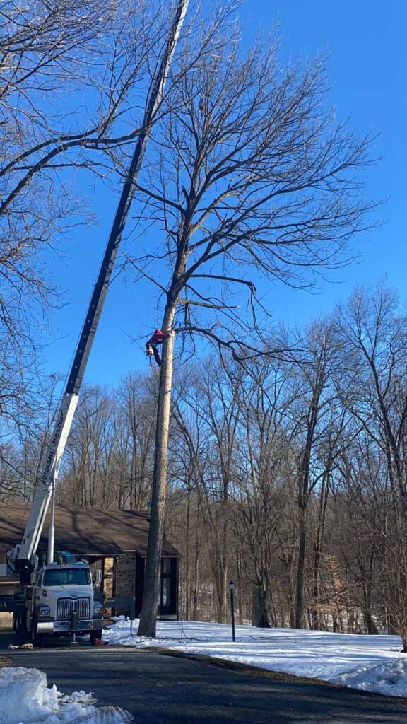 pruning trees in winter with a crane