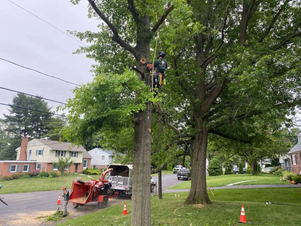 5 Signs a Tree Near Your Home May Be Dangerous 1 tree climber in a residential tree. expert tree service by reaching higher