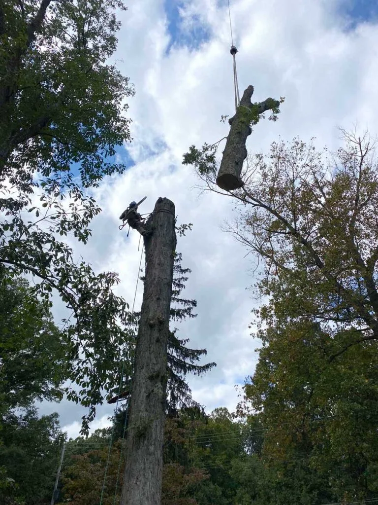 Professional Tree Removal in Lancaster, PA: What Homeowners Can Expect 1 Tree removal in progress, cloudy sky. large residential tree removal in lancaster