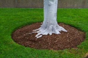 Mulch Volcanoes: Why This Common Tree Care Mistake Can Cause Big Problems 1 proper mulching around a tree, not creating a mulch volcano