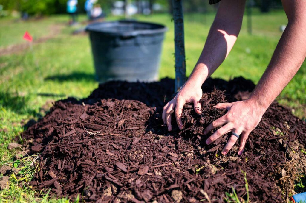 a person removing and adjusting mulch around a tree