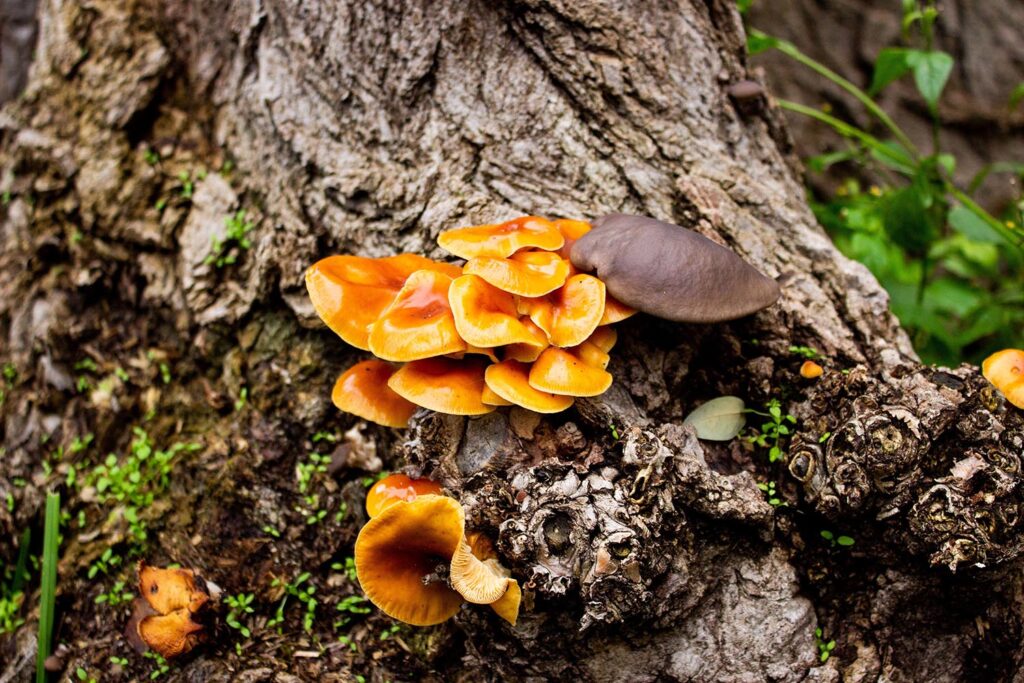 Signs Your Tree Is Dying in Lancaster County, PA 1 fungus growing at the base of a tree trunk